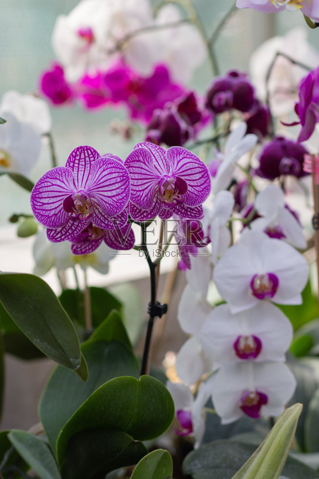 兰花的花照片摄影图片