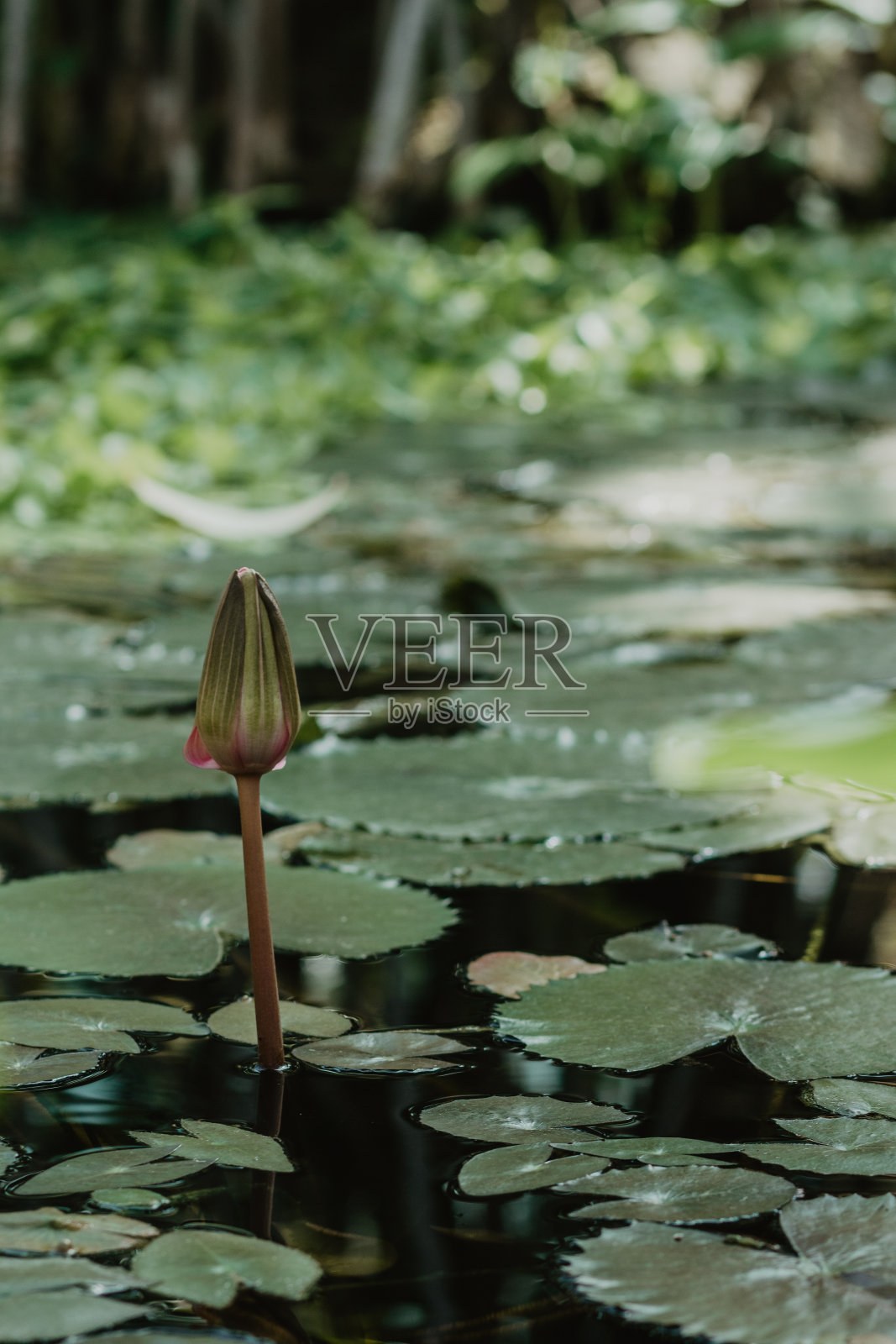 莲花照片摄影图片