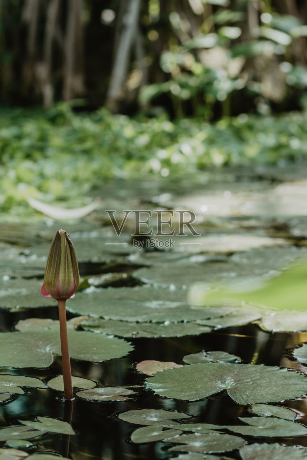 莲花照片摄影图片