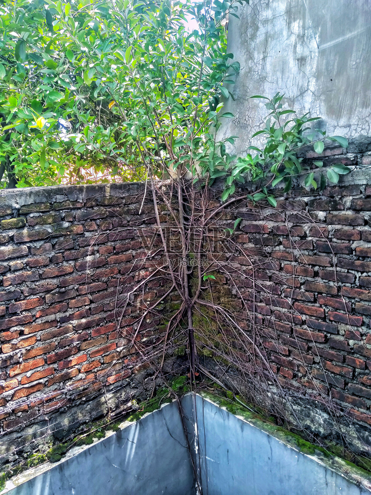 红砖墙上的树根藤蔓。照片摄影图片