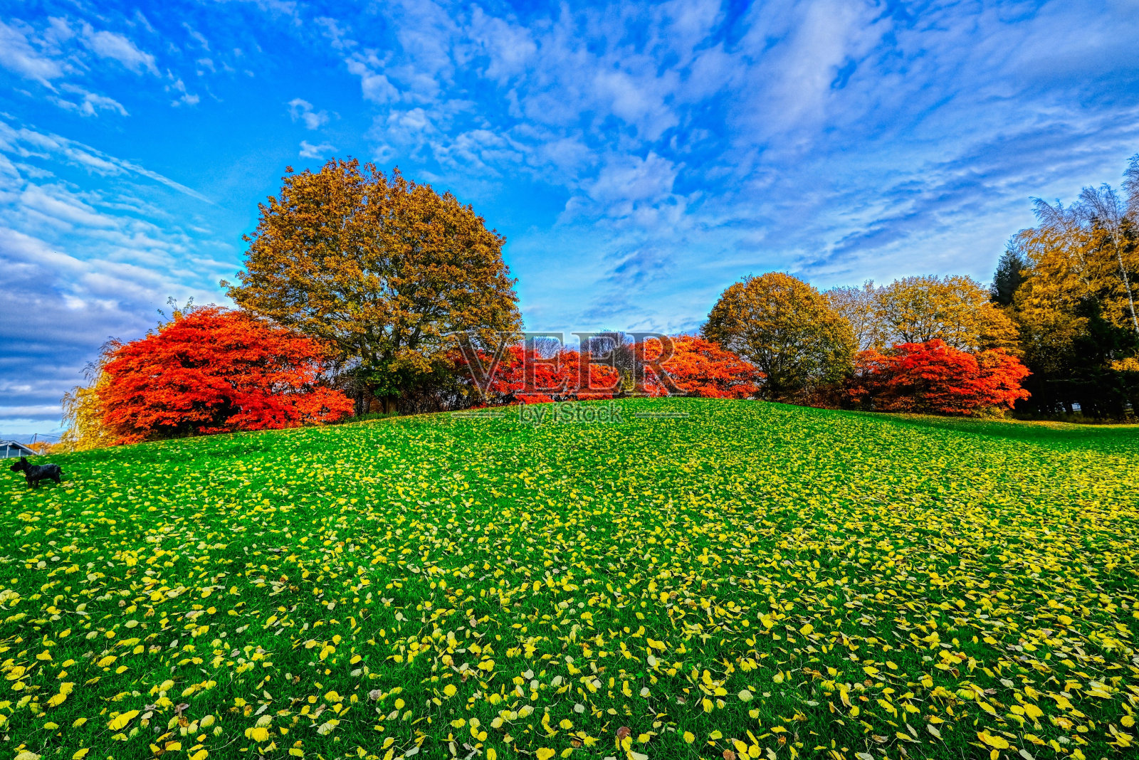 宁静的景象，广阔的草地上点缀着树木，沐浴在温暖的阳光下。照片摄影图片
