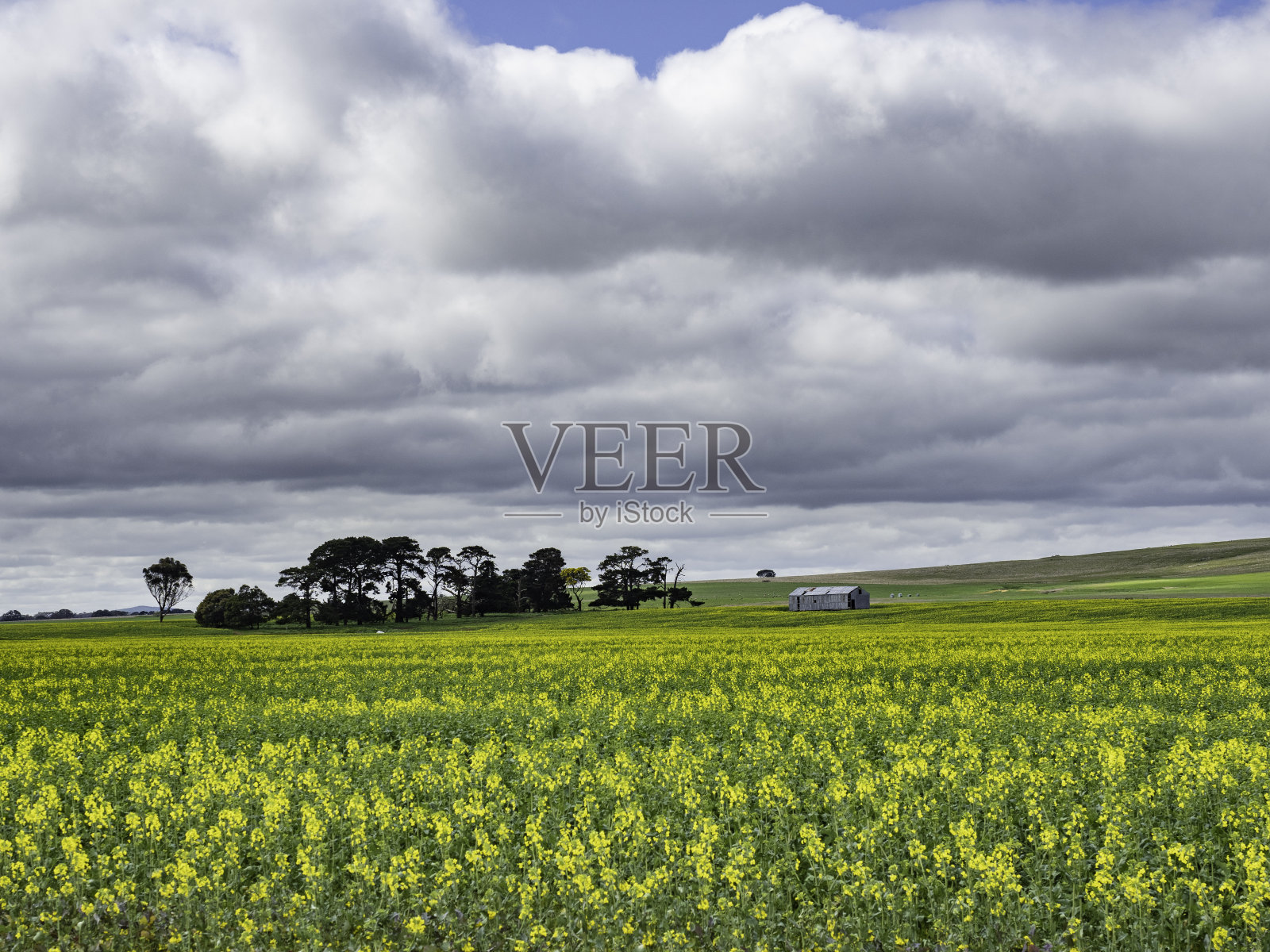 油菜籽田和棚照片摄影图片