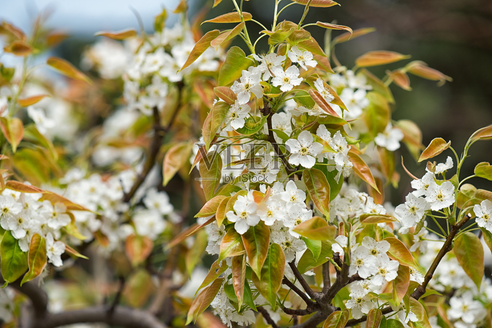 春暖花开照片摄影图片
