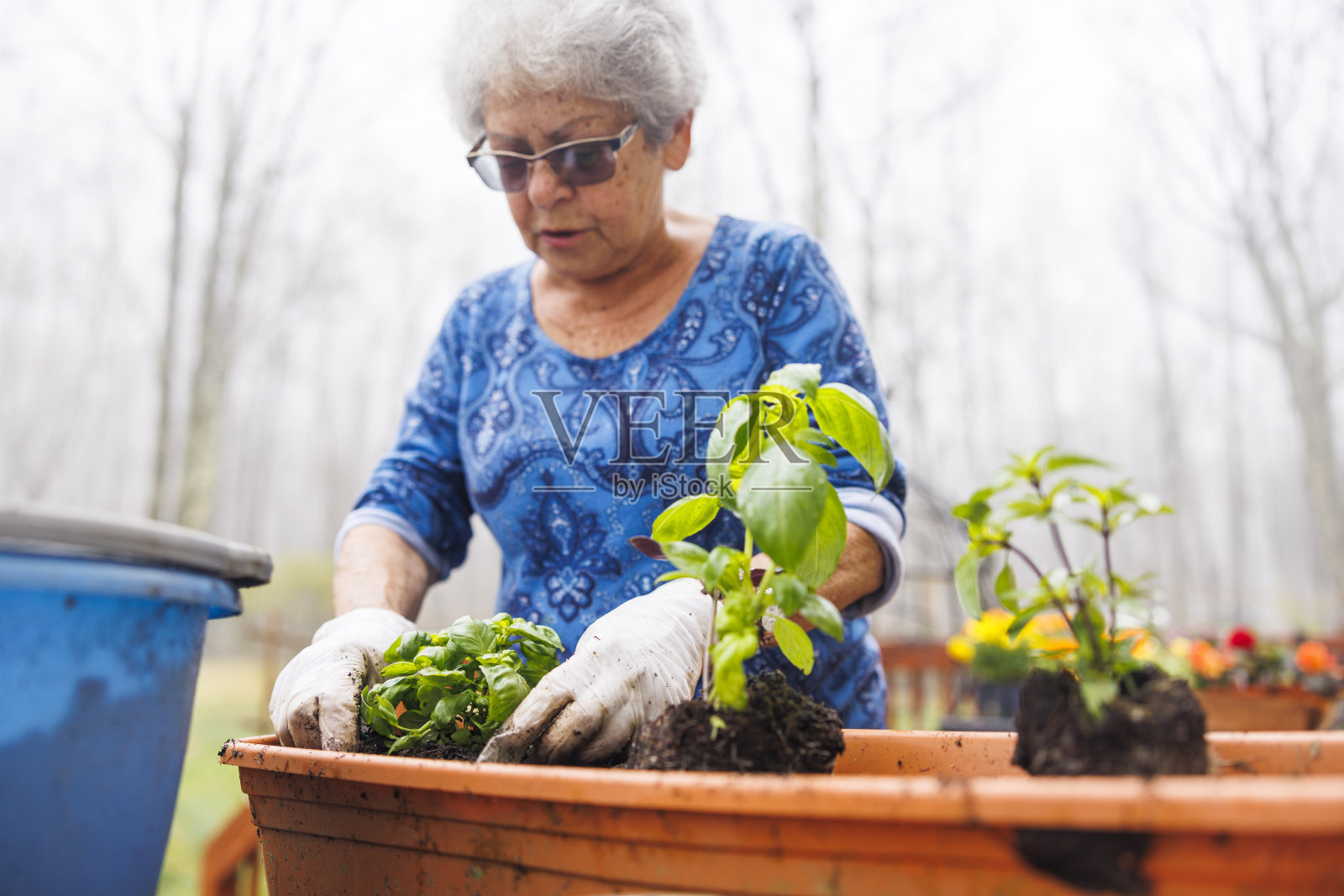 在春天雾蒙蒙的一天，一位老奶奶正在种植蔬菜。照片摄影图片