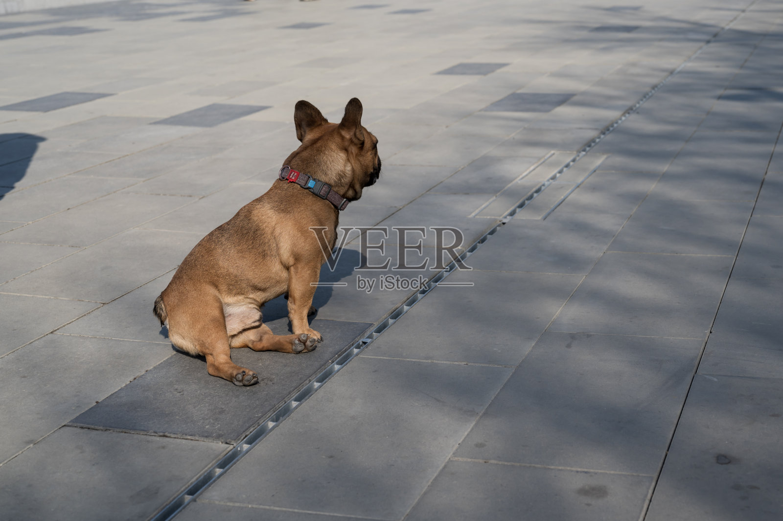 一只法国斗牛犬坐在城市公园的地上照片摄影图片