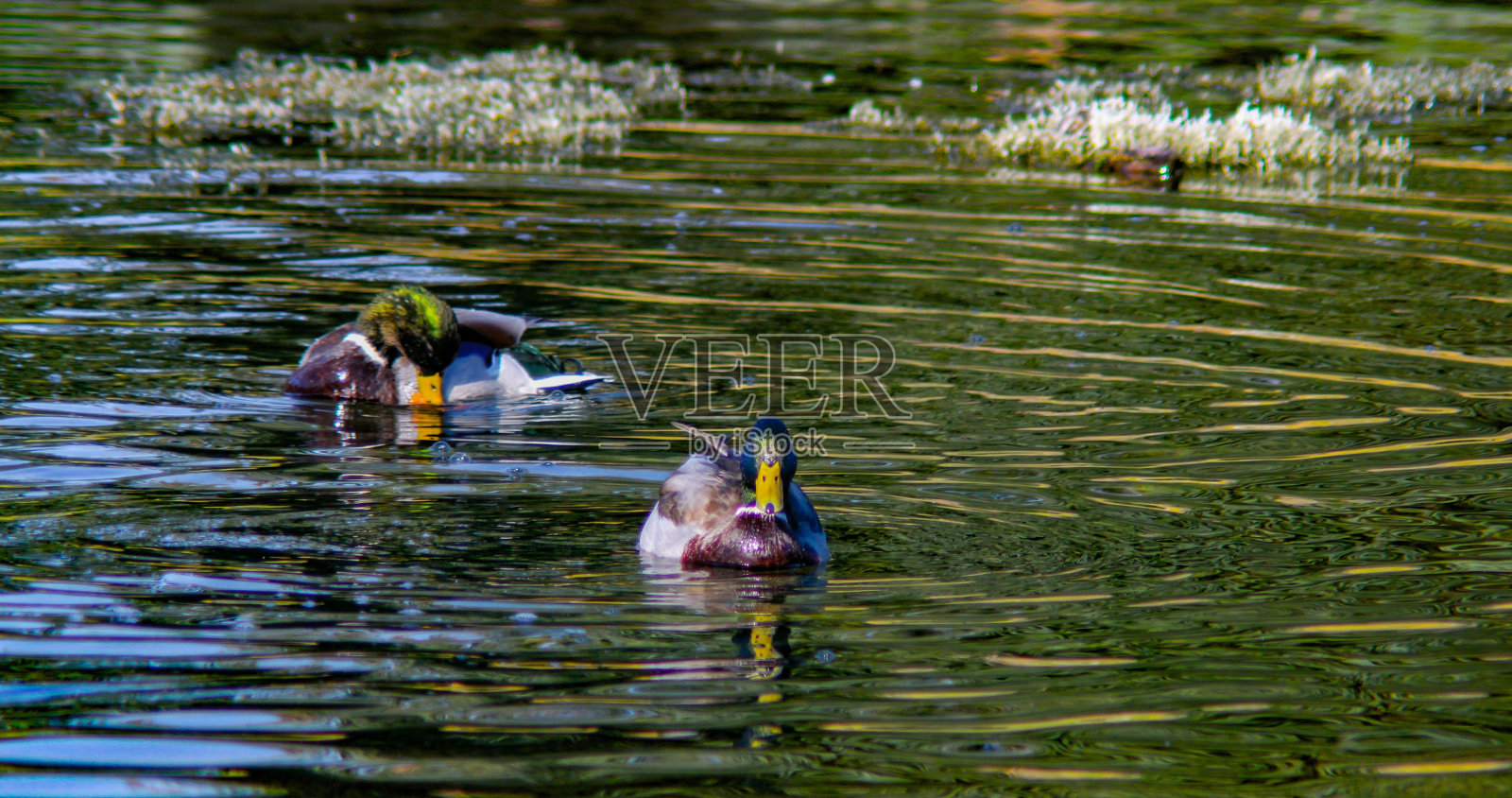 白天一群鸭子在湖里游泳照片摄影图片