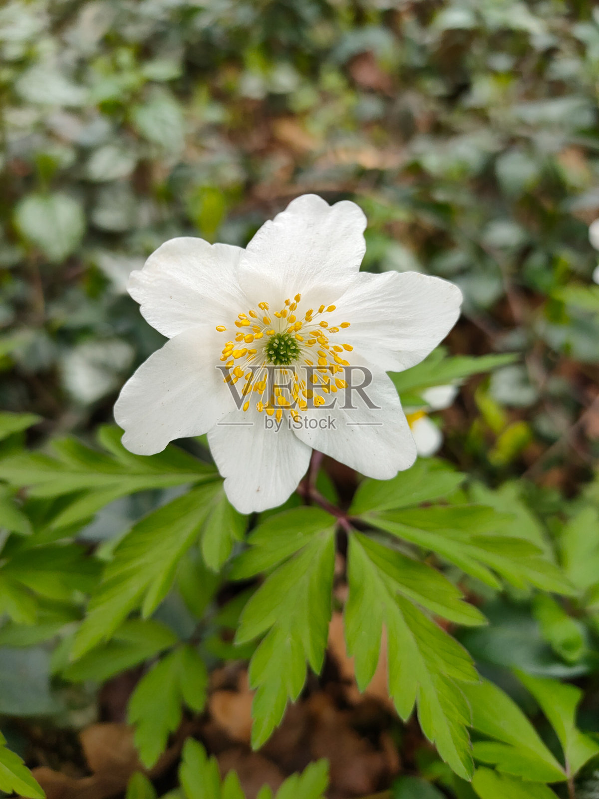 德国森林里美丽的白木海葵照片摄影图片