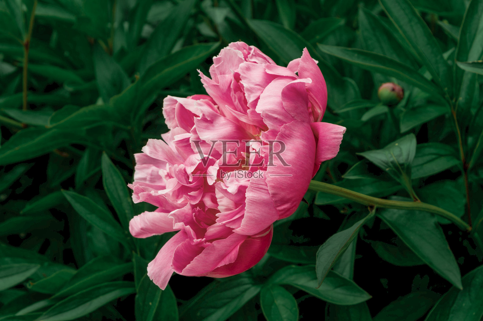 粉红色的牡丹在夏天盛开照片摄影图片