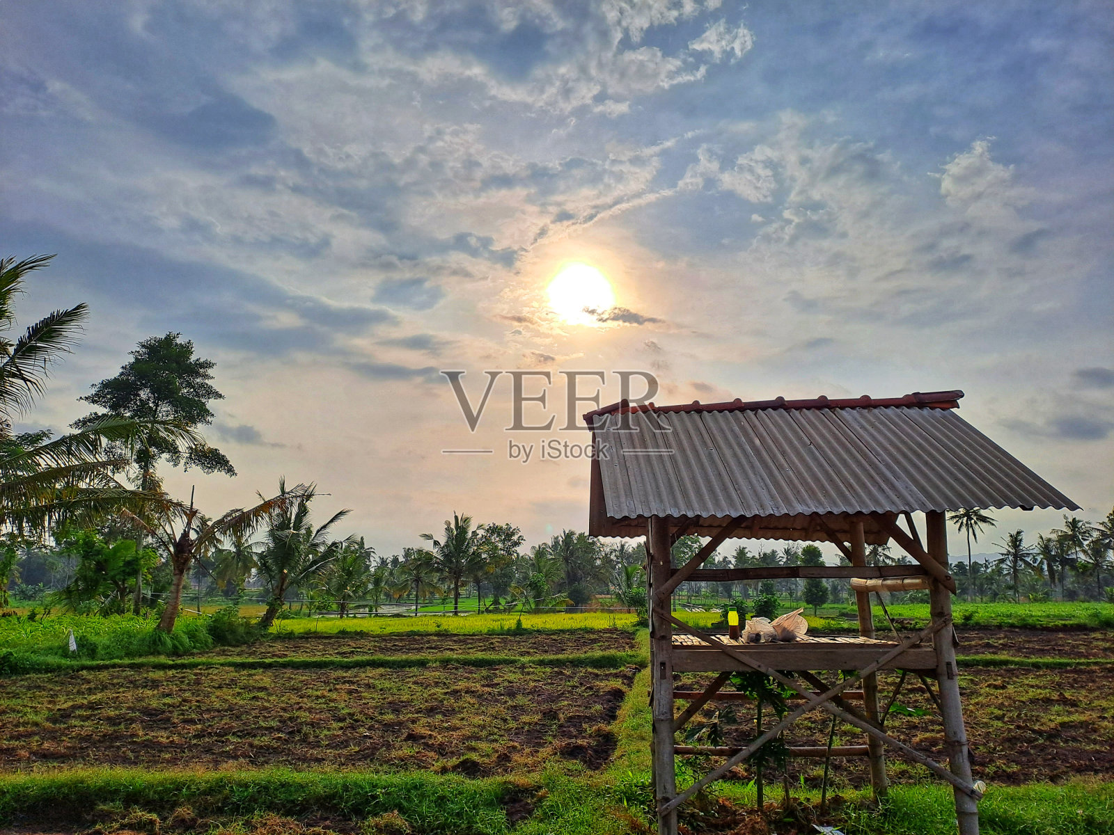 稻田中央的一间小屋照片摄影图片