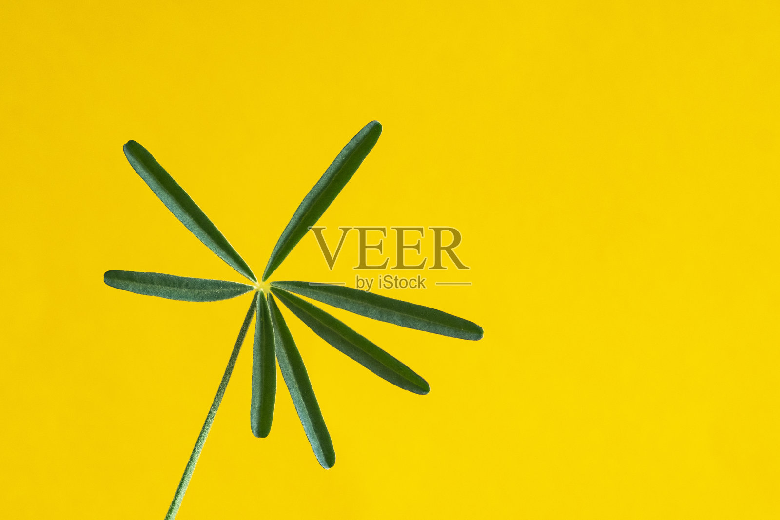 蓝色的一年生野生露平，黄色的背景突出了它美丽的绿叶照片摄影图片