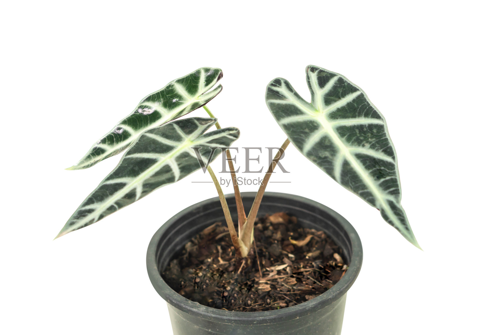 白色塑料盆中的沉香，白色背景上的隔离照片摄影图片