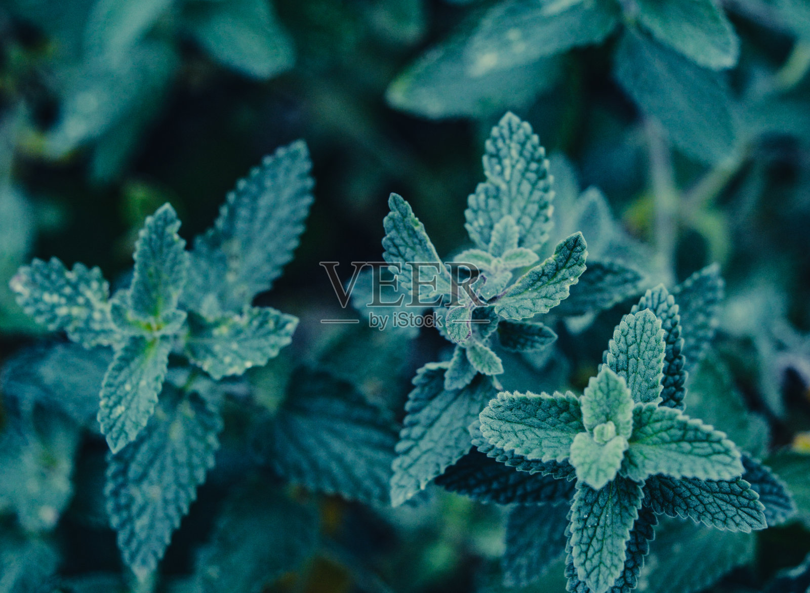 花园中的猫薄荷植物特写照片摄影图片