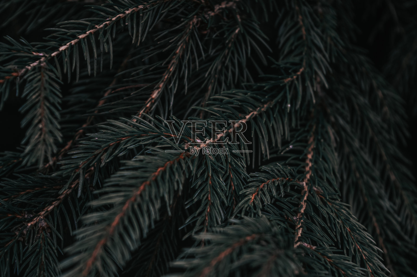 深绿色树枝接近森林背景照片摄影图片