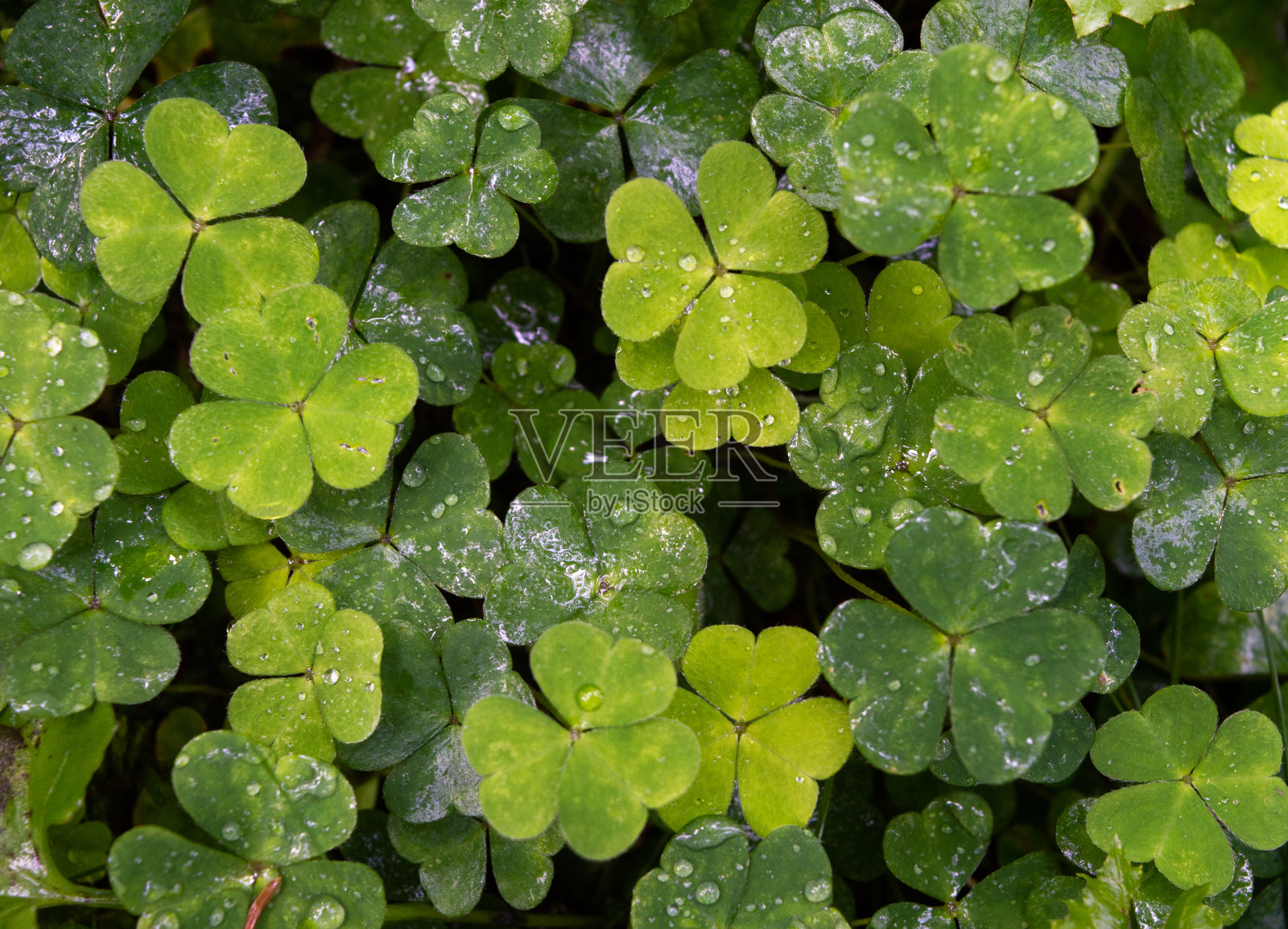 绿色三叶草领域与雨滴顶部视图背景照片摄影图片