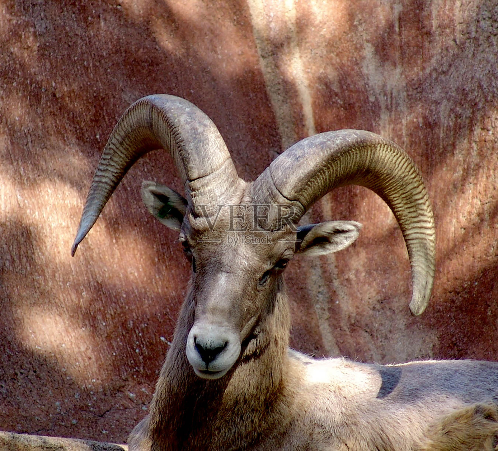 大角羊照片摄影图片