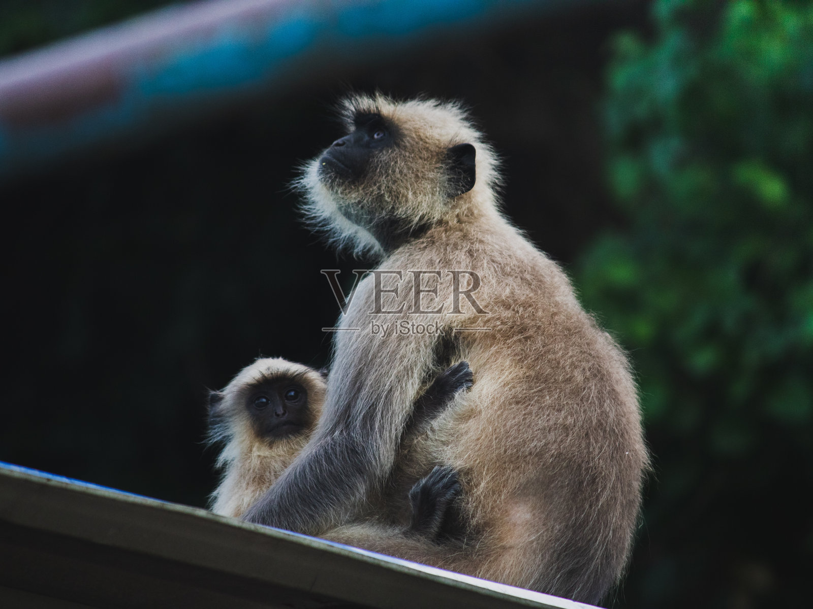 一只猴子和她的孩子。照片摄影图片