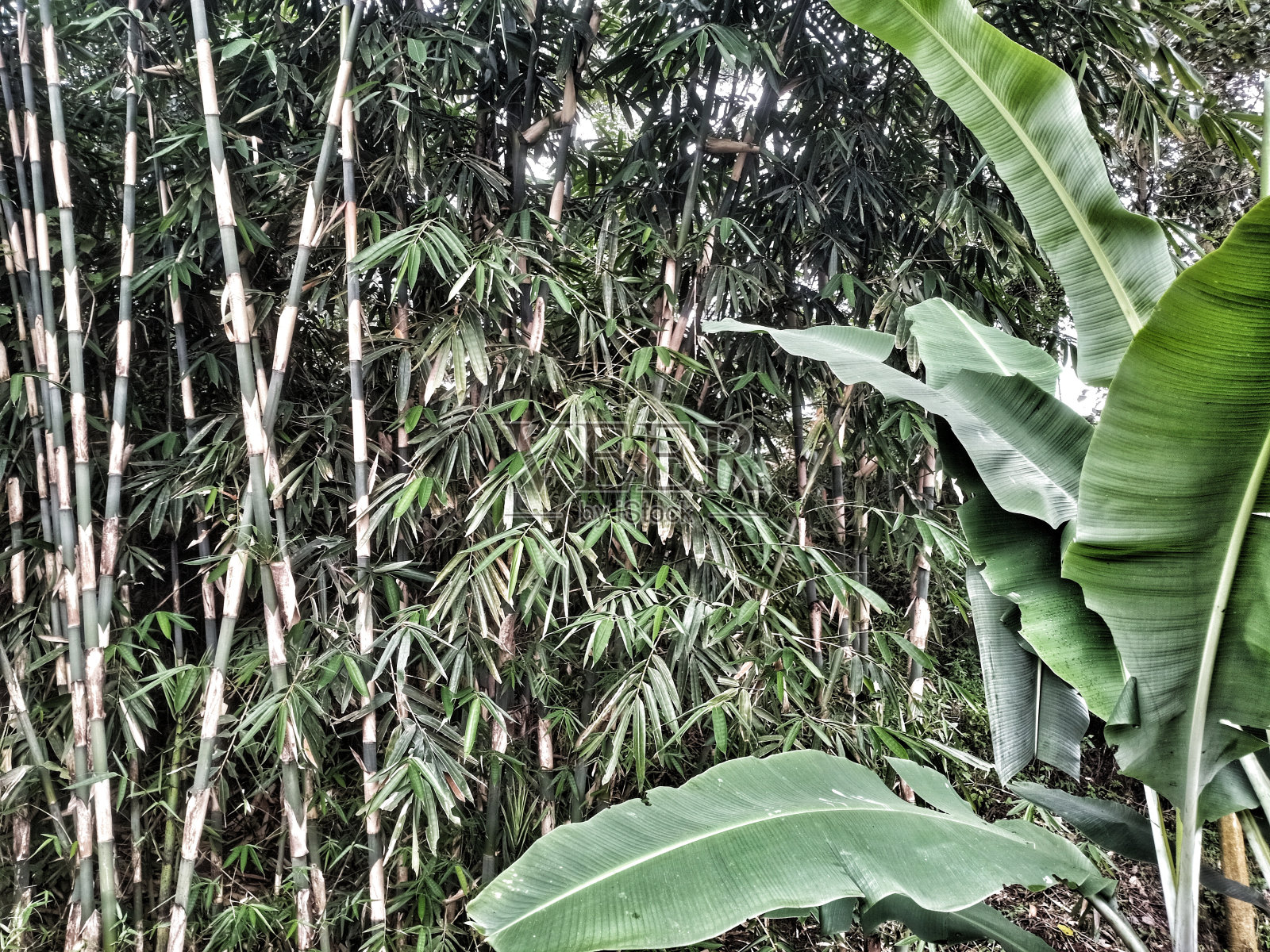 房子后面有竹子和香蕉树照片摄影图片