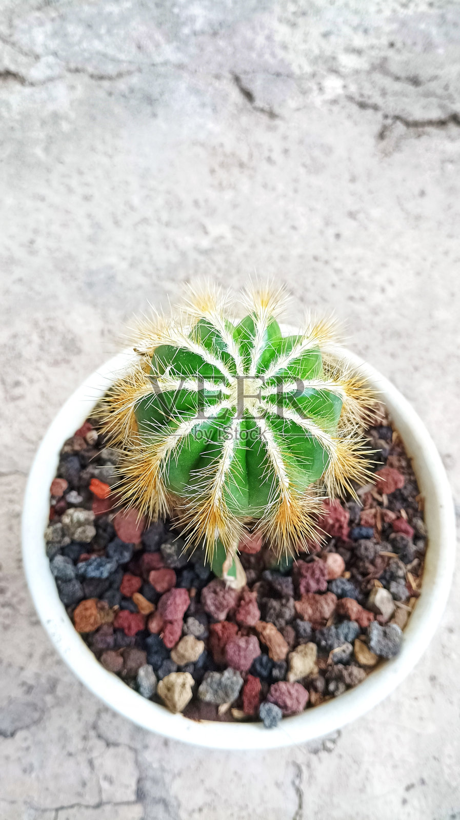 绿色仙人掌植物在白色花盆上灰色grunge纹理背景照片摄影图片