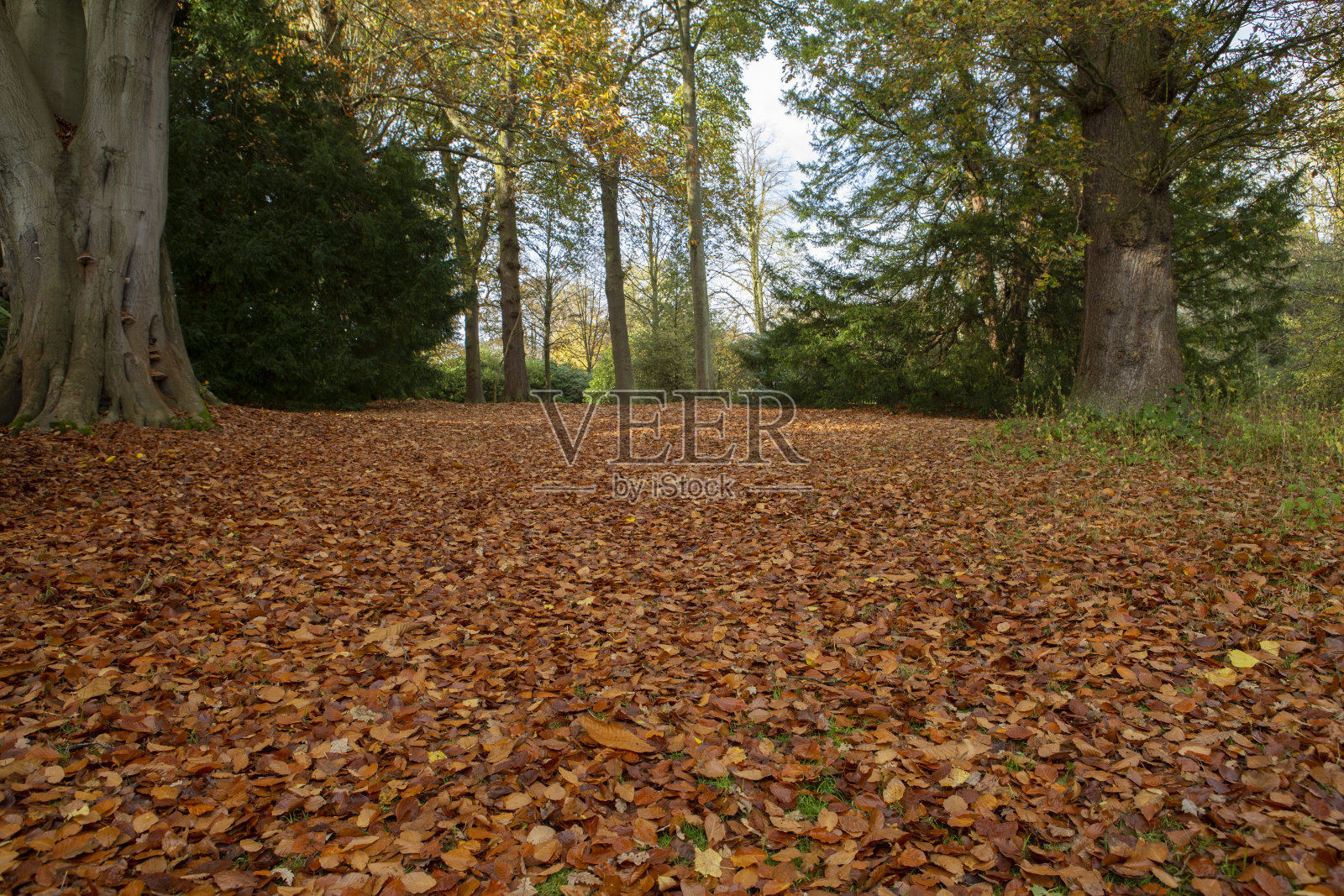 秋金叶砂照片摄影图片