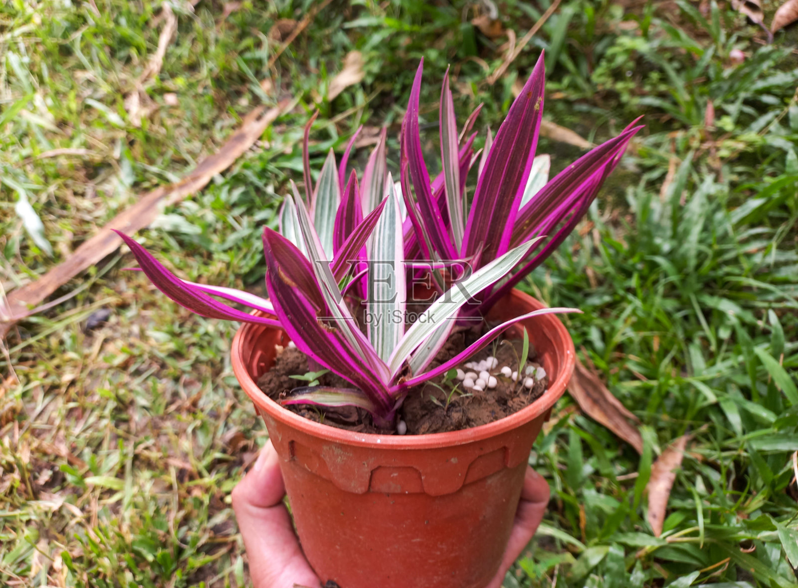 摩西在摇篮里照片摄影图片