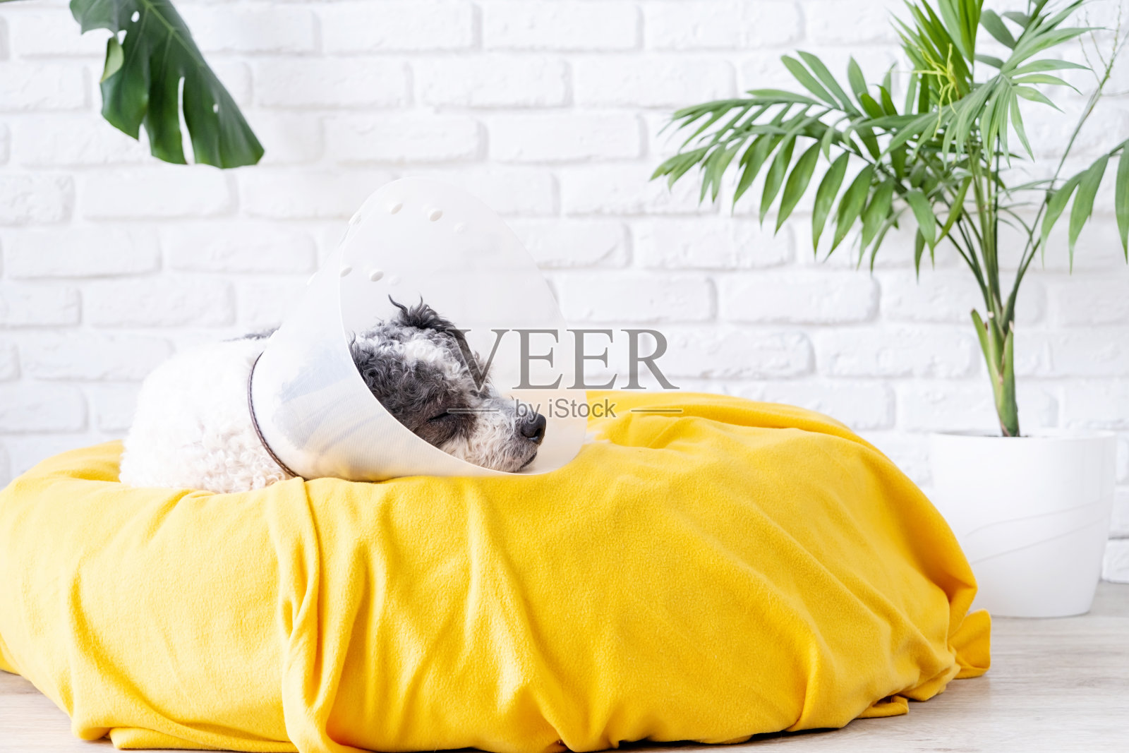 可爱的杂种狗手术后戴着保护性的锥形项圈，医疗工具和设备。照片摄影图片