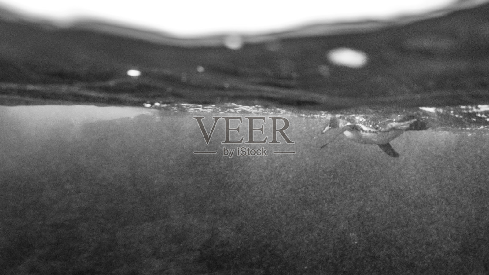 企鹅在水面上游泳，黑白相间照片摄影图片