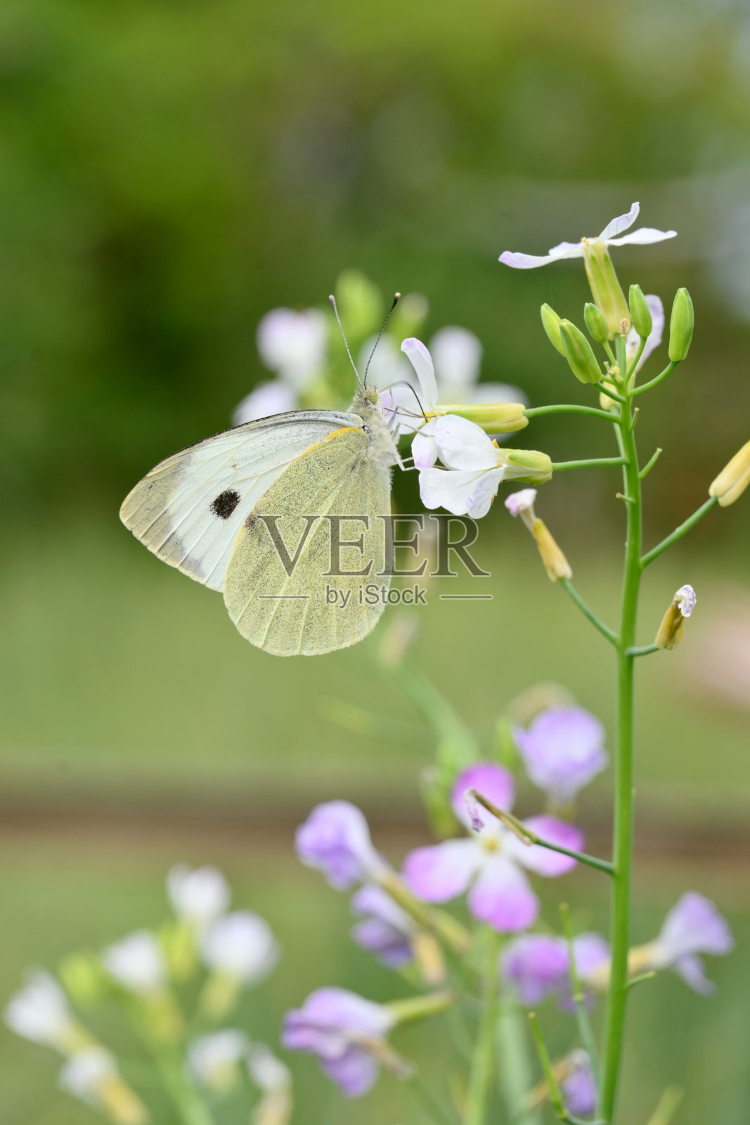 特写，美丽的白黑色蝴蝶抱着香菜花与植物软焦点自然绿棕色背景。照片摄影图片