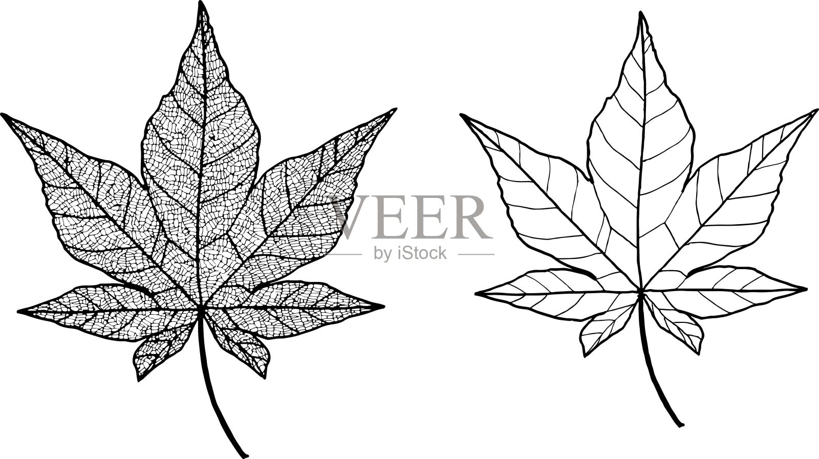 秋叶之静美。叶子veins.Maple。插画图片素材