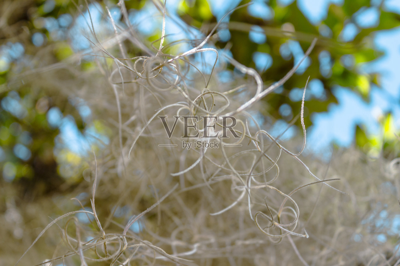 Close-up and artistic picture of Tillandsia usneoides, also known as Spanish moss. San Agustín, Huila, Colombia.照片摄影图片