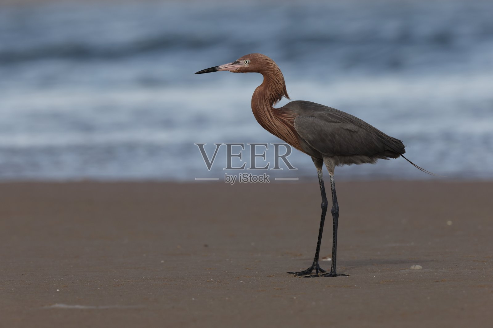 红色白鹭 德索托堡公园 美国佛罗里达州照片摄影图片