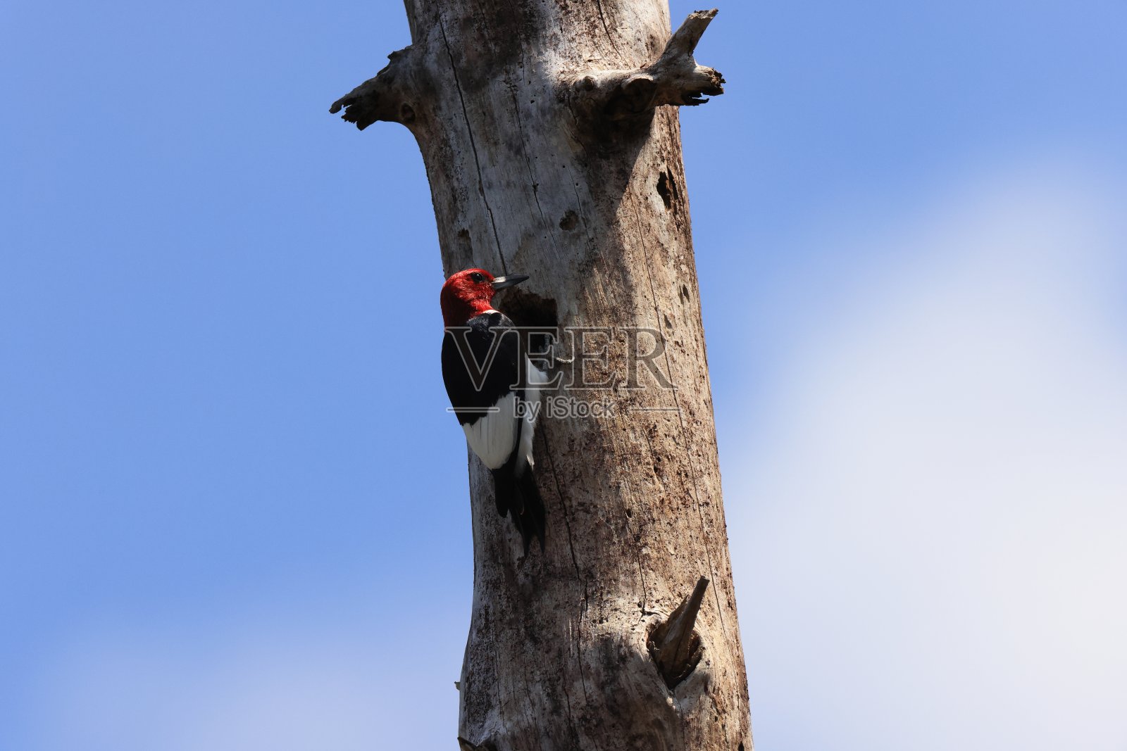 红头啄木鸟(Melanerpes erythroceus)佛罗里达六英里柏树沼泽保护区照片摄影图片