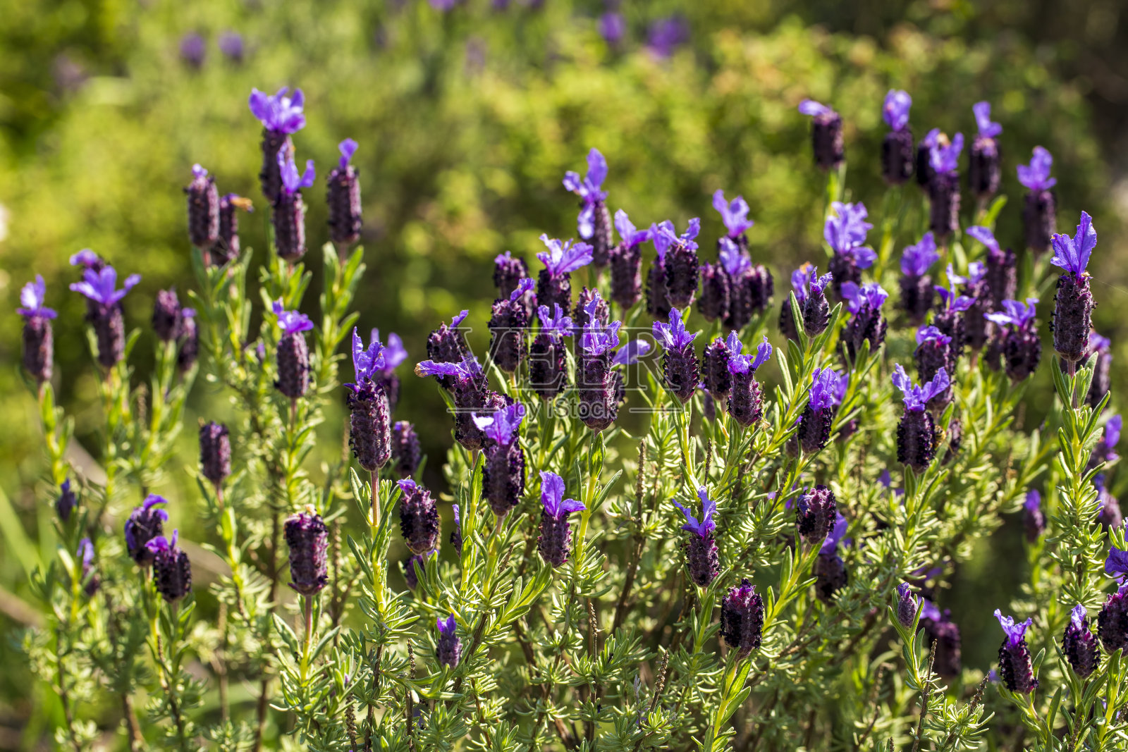 野花，学名;薰衣草花stoechas照片摄影图片