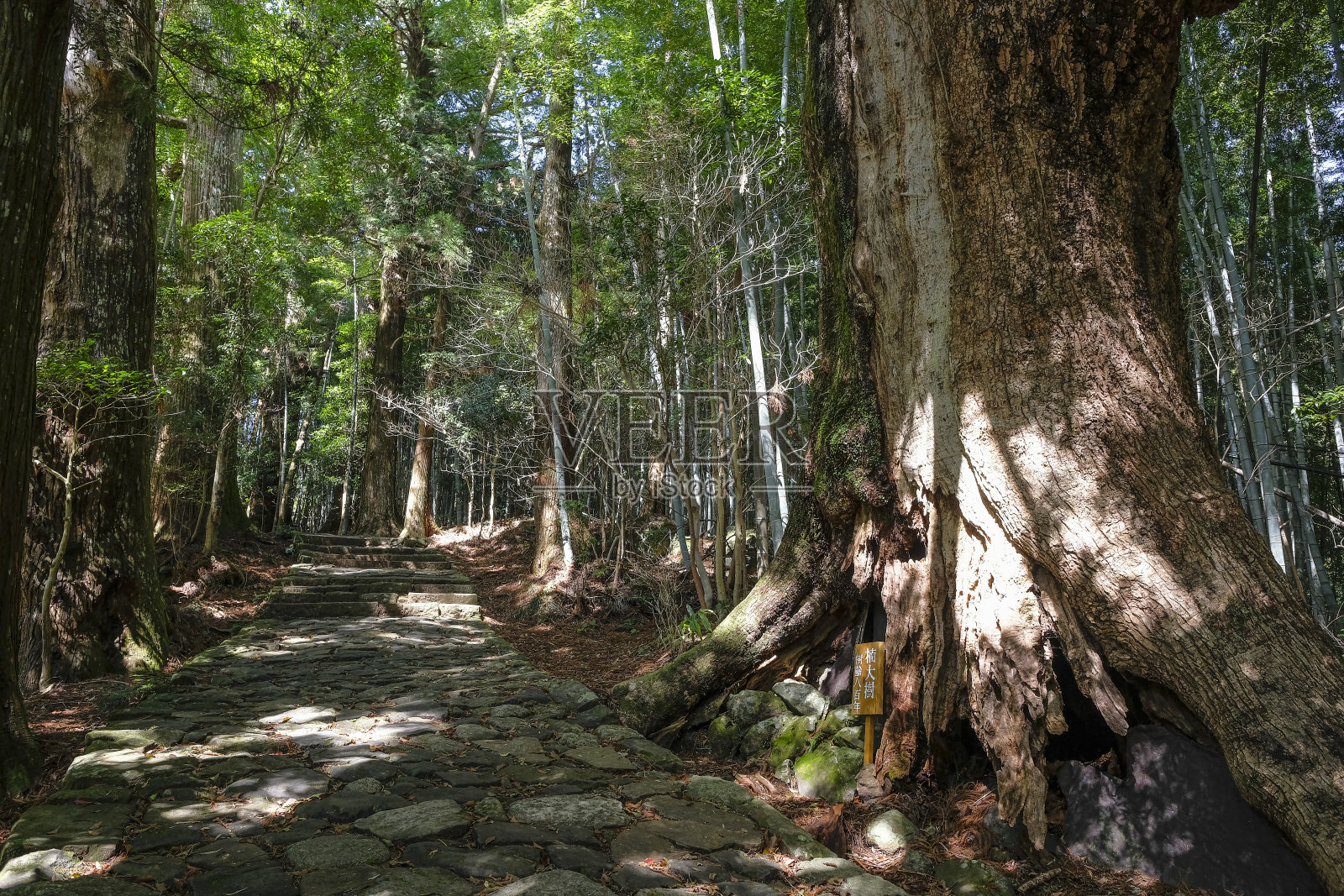 日本的Kumano Kodo在Nachikatsuura照片摄影图片