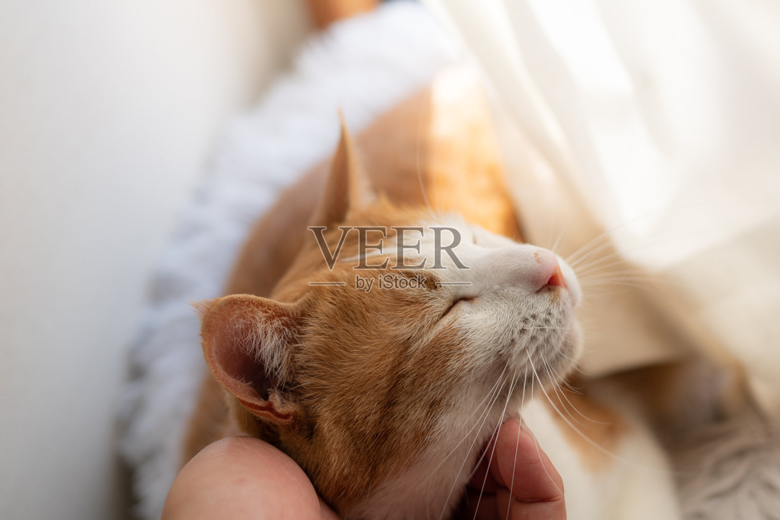 抚摸猫照片摄影图片