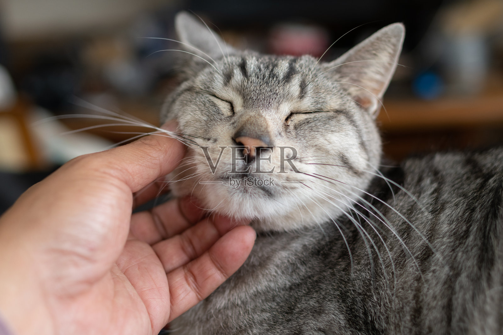 抚摸猫照片摄影图片