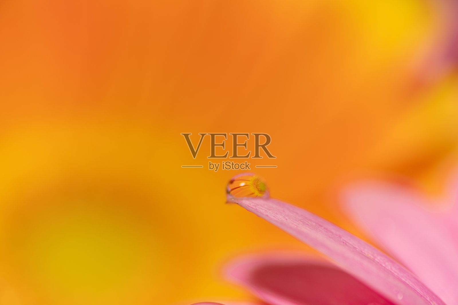 微距镜头拍摄的花上的水滴照片摄影图片