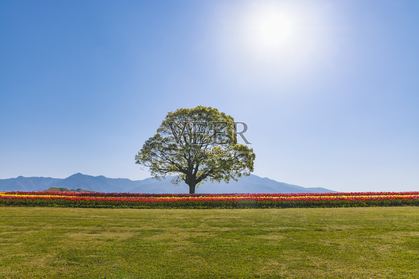 河床上盛开的郁金香照片摄影图片