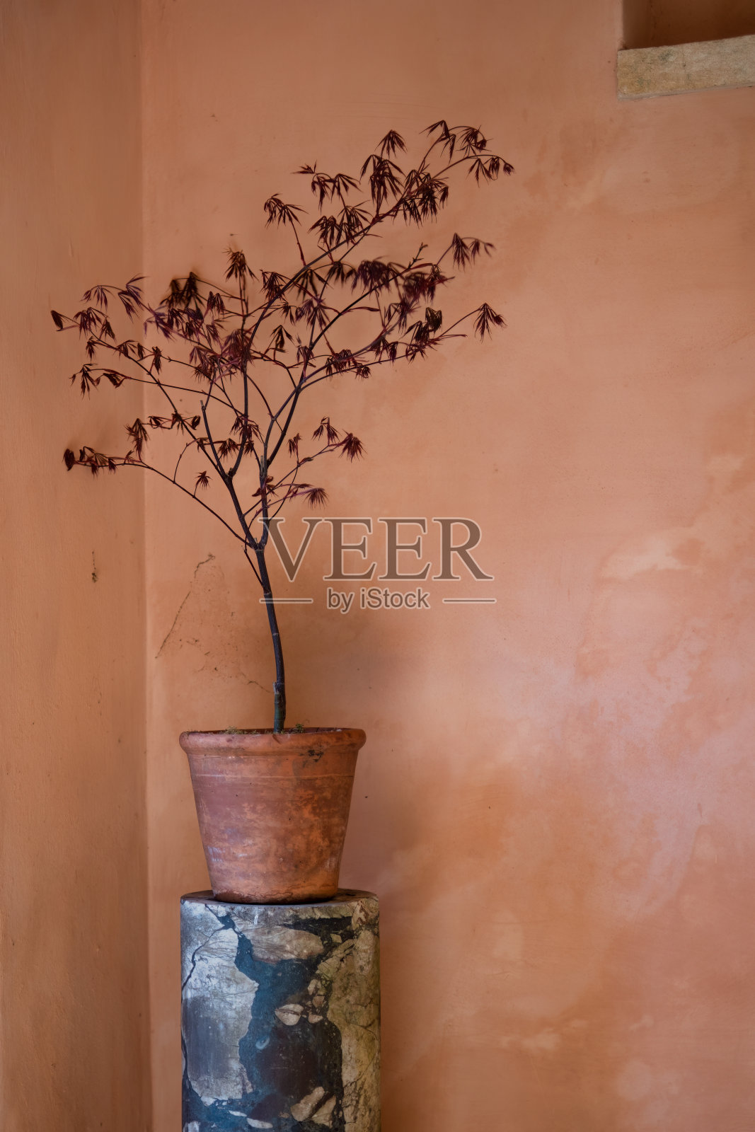 一盆相思树照片摄影图片