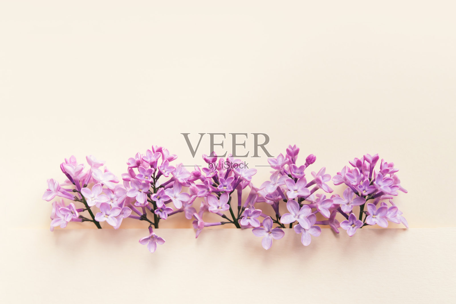 美丽的自然紫丁香花在朴素的背景。照片摄影图片