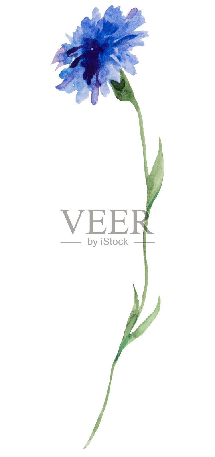水彩蓝色矢车菊，夏季婚礼和问候孤立插图与野花插画图片素材