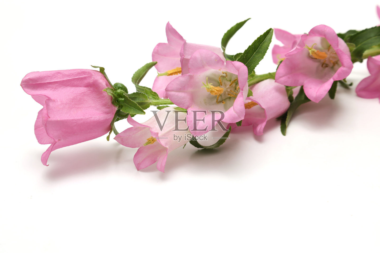 一束粉红色的风铃花isoltwd白色背景与复制空间。照片摄影图片