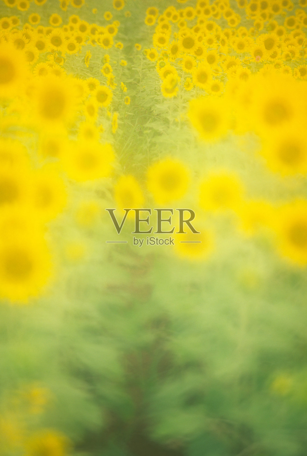 田野里的向日葵照片摄影图片