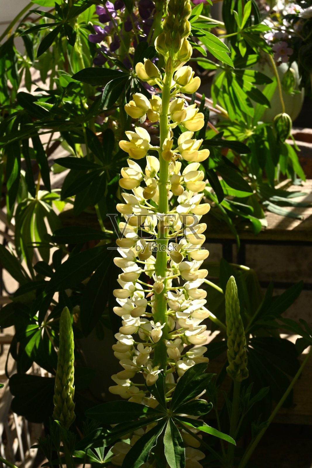 露苹花。照片摄影图片