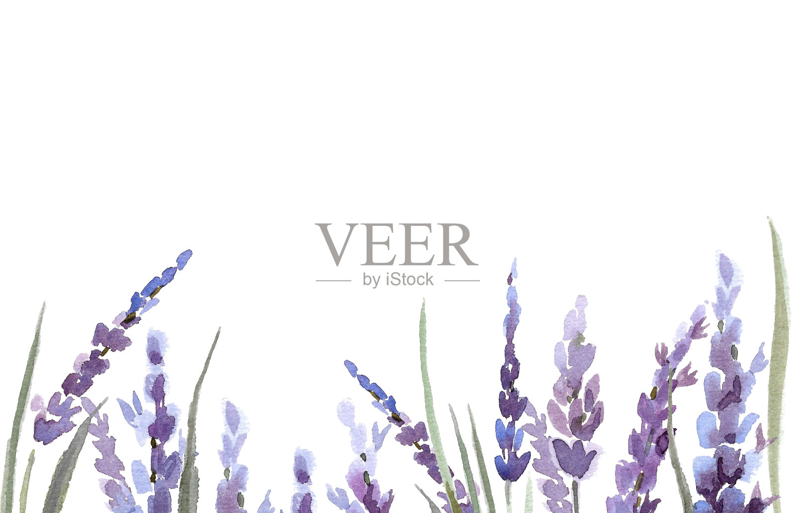 用薰衣草花和叶子做成的边框。插画图片素材