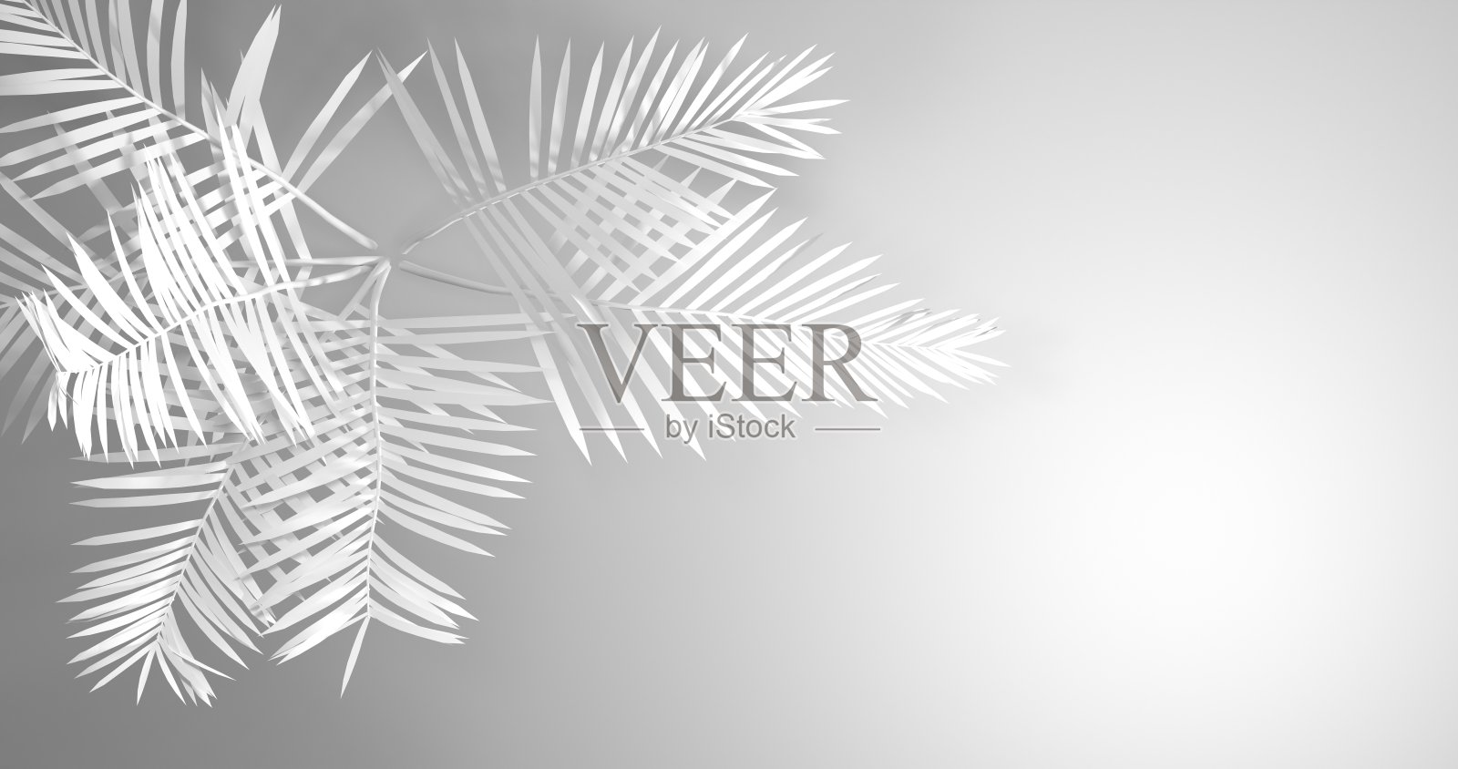 椰子树树枝阴影，白色背景上的剪影，黑白背景，抽象，3d渲染照片摄影图片