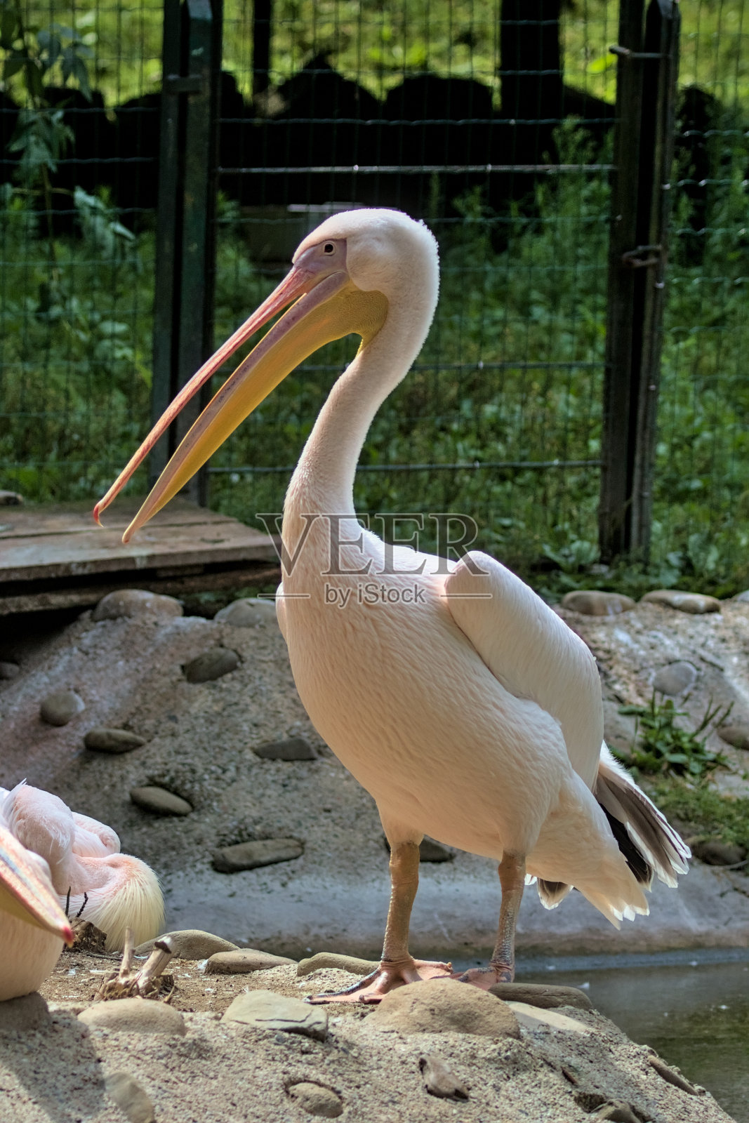 一只美丽的粉红鹈鹕站在池塘岸边。照片摄影图片