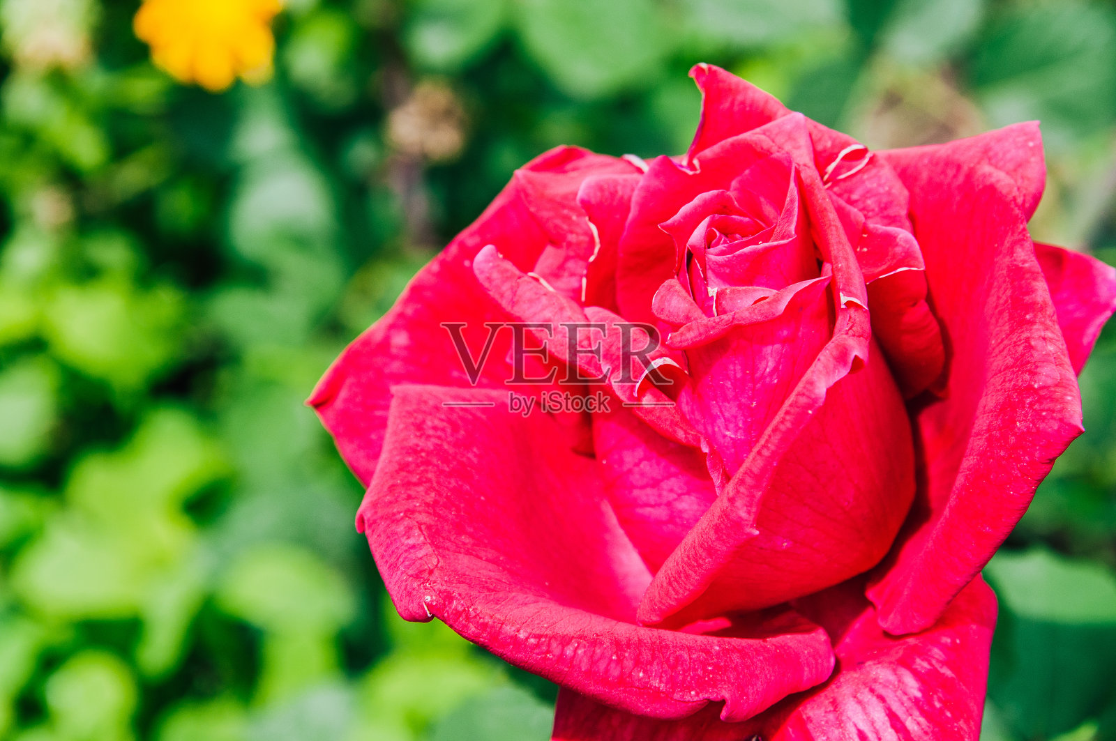 花园里的一朵红玫瑰照片摄影图片