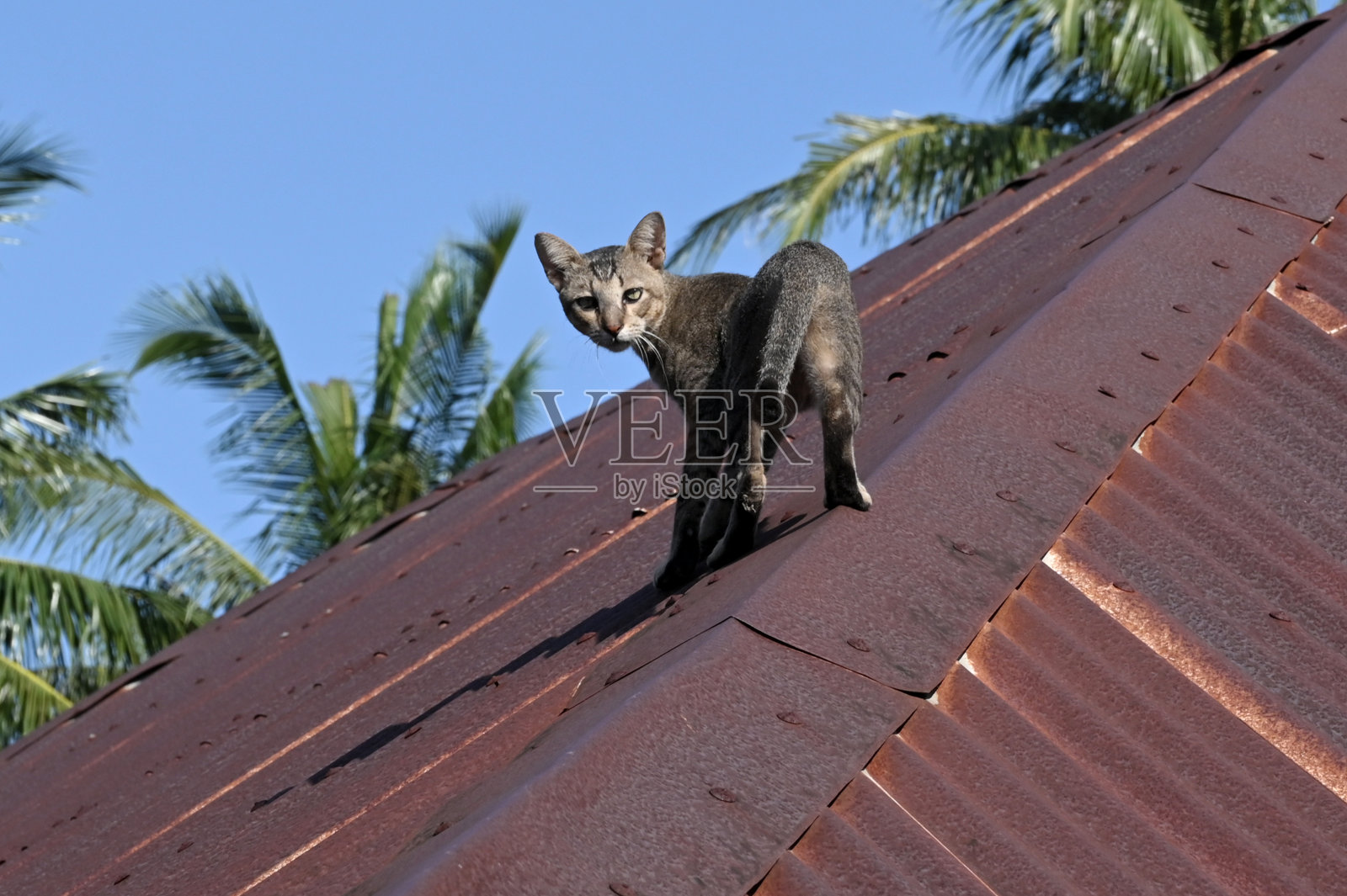 猫咪在屋顶上照片摄影图片