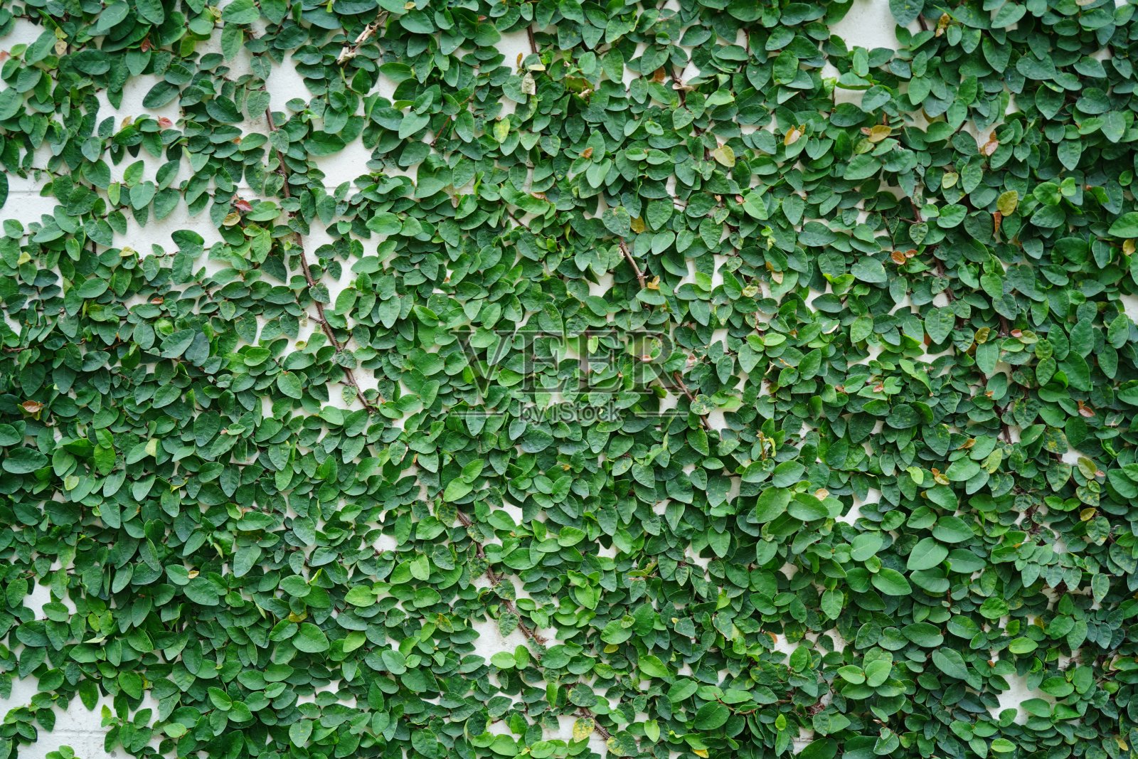 绿色无花果蔓生的常春藤照片摄影图片