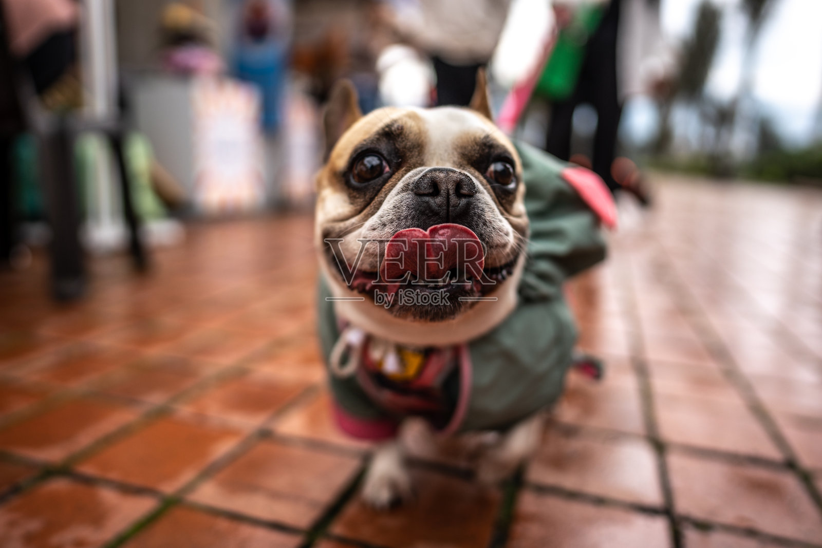 法国斗牛犬在户外散步的特写镜头照片摄影图片